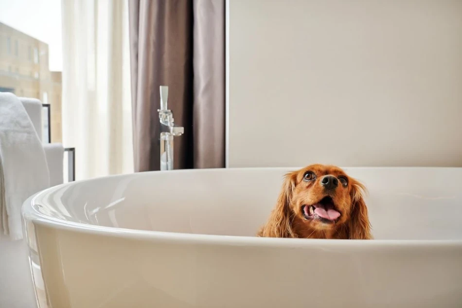 INNSiDE Newcastle Launches Stylish Hampers Dedicated To Dogs Get into