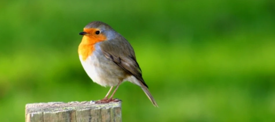 Winter Birdwatching: Great North Museum: Hancock | Get into Newcastle